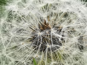 Close-up of a dandelion (taraxacum officinale) with detailed view of the white seed umbrellas,