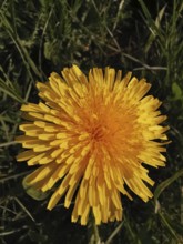 Close-up of a yellow dandelion flower (taraxacum) on a green meadow, Franconian Forest nature park