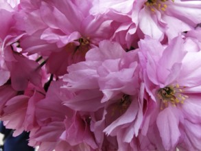 Delicate, detailed pink cherry blossoms (cerasus) that epitomise the gentle spring mood, Berlin