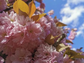 Pink cherry blossoms (cerasus) against a bright blue sky, awakening spring fever, Berlin