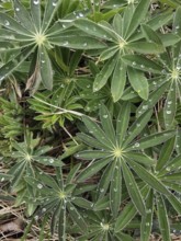 Green leaves of a lupine (lupinus) from above with water drops, emphasising freshness and nature in