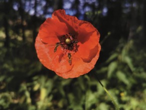 Red poppy (papaver) with hoverflies (syrphidae) in a green natural environment illuminated by