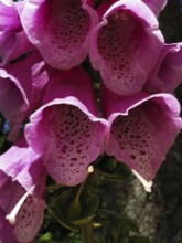 Macro shot of pink foxglove flowers (digitalis) in a natural forest setting in bright daylight,