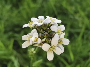 White flowers of cress (nasturtium officinale) in a macro shot against a deep green background,