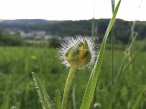 Delicate flower bud with blurred landscape in the background on a sunny day, Frankenwald nature
