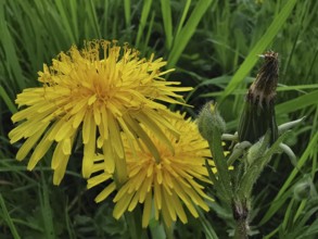 Two yellow dandelion flowers (taraxacum) in close-up with a green meadow in the background in a