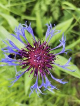 Close-up of a purple cornflower (centaurea cyanus) with detailed petals against a green background,