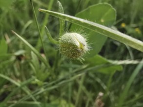 Unopened bud of a plant in a green meadow, close-up, Frankenwald nature park Park