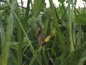 Detailed close-up of various types of grass and leaves, Frankenwald nature park Park