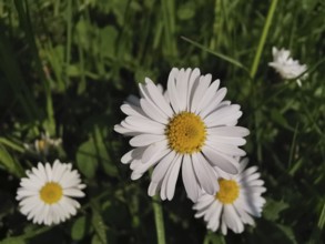 Daisy (bellis perennis) with white petals and yellow centre in a meadow, Franconian Forest nature