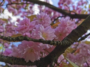 A branch full of pink cherry blossoms (cerasus) against the blue sky in a natural spring mood,