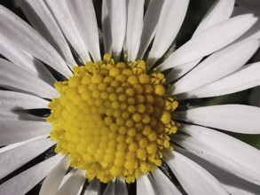 Close-up of a daisy (Leucanthemum) with bright yellow centre and white petals, Franconian Forest