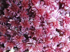 Close-up of red peat moss (sphagnum), which forms a dense and richly textured surface, Franconian