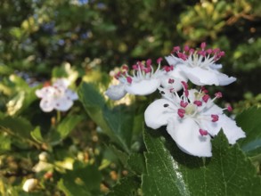 White flowers of hawthorn (Crataegus) with pink stamens in sunlight on a bush in a natural setting,