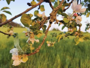 Blossoms on a branch of an apple tree (malus domestica) in front of a green meadow, Werder,