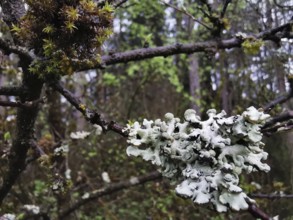 Lichens (plectere) and moss (muscus) adorn the branches of a tree in the forest, Franconian Forest