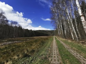 A forest trail with armor plates lined with birches and meadows under a blue sky, on the former