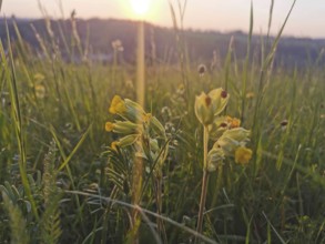 Yellow primroses (Primula) glow in the soft light of an early sunrise in a meadow, Franconian