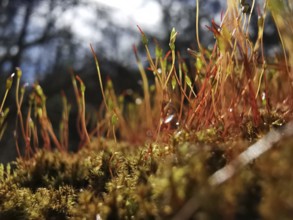 Close-up of moss and stalks in the forest in soft light, on the former inner-German border, hiking
