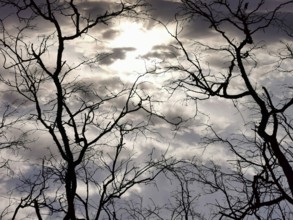 Dramatic sky with clouds and sunlit branches in silhouette, hiking along the green belt, Franconian