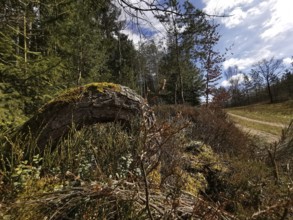 A forest trail snakes through a thick forest under cloudy skies, hiking along the green belt,