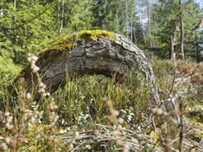 Moss-covered tree stump in the middle of a dense forest area on the former inner-German border,