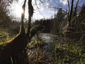 Sunbeams fall through thick vegetation on an overgrown water area in the forest, on the former