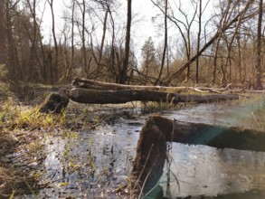 Trees felled by beavers (castor) at a calm lake with reflecting water, at the former inner-German