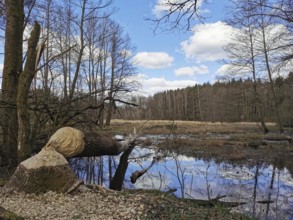 A tree felled by a beaver (castor) on the shore of a calm lake with reflecting sky and clouds, at