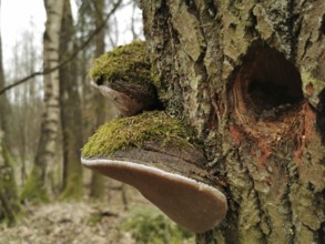Close-up of mushrooms (Fungi) and moss (muscus) on a tree trunk forming a face in a forest,