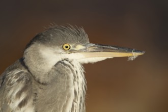 Grey heron (Ardea cinerea) juvenile young bird head portrait, England, United Kingdom