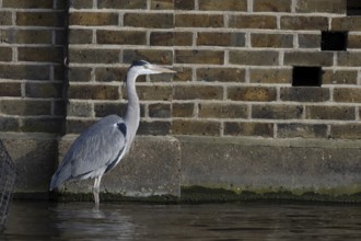 Grey heron (Ardea cinerea) adult bird standing in water next to a building, England, United Kingdom