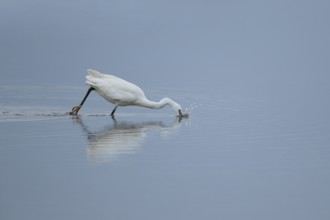 Little egret (Egretta garzetta) adult bird diving down for a fish in a shallow lagoon, RSPB