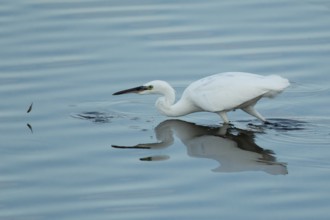 Little egret (Egretta garzetta) adult bird watching a fish jump out of the water, RSPB Strumpshaw