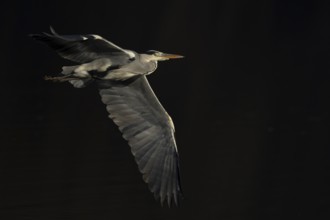 Grey heron (Ardea cinerea) adult bird in flight, England, United Kingdom