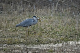 Grey heron (Ardea cinerea) adult bird carrying a Pike (Esox lucius) fish in its beak in spring,