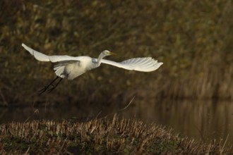 Great white egret (Ardea alba) adult heron bird flying taking off from an island in a lake,