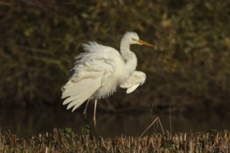 Great white egret (Ardea alba) adult heron bird shaking its feathers on an island in a lake,