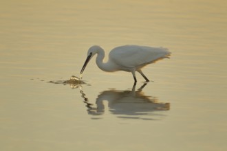 Little egret (Egretta garzetta) adult bird catching a fish in a shallow lagoon, RSPB Frampton marsh