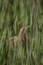 Great or Eurasian bittern (Botaurus stellaris) adult heron bird in a reedbed in spring, RSPB