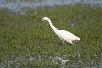 Little egret (Egretta garzetta) adult bird searching for food in a shallow lagoon, RSPB Minsmere