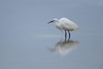Little egret (Egretta garzetta) adult bird feeding on a fish in a shallow lagoon, RSPB Frampton