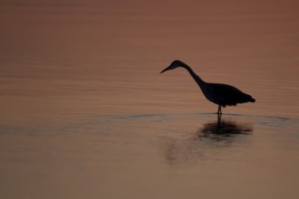 Grey heron (Ardea cinerea) adult bird standing in water silhouette at sunset, England, United