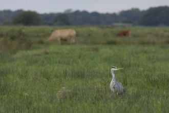 Grey heron (Ardea cinerea) adult bird on a marshland field with grazing cattle in the background,