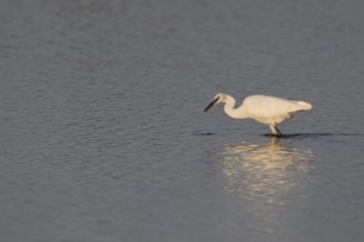 Little egret (Egretta garzetta) adult bird in a shallow lagoon, RSPB Minsmere nature reserve,