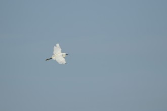 Little egret (Egretta garzetta) adult bird in flight, RSPB Minsmere nature reserve, Suffolk,