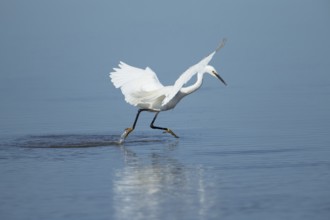 Little egret (Egretta garzetta) adult bird running through the water in a shallow lagoon, RSPB