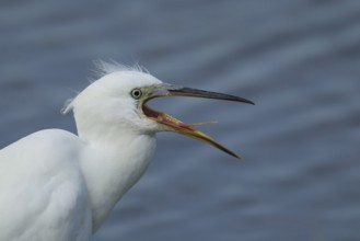 Little egret (Egretta garzetta) adult bird with its beak open, RSPB Minsmere nature reserve,
