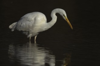 Great white egret (Ardea alba) adult heron bird in water of a shallow lake, England, United Kingdom