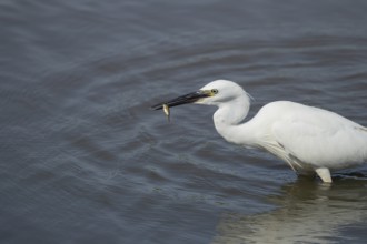 Little egret (Egretta garzetta) adult bird with a fish in its beak, RSPB Minsmere nature reserve,
